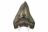 Serrated, Fossil Megalodon Tooth - Georgia #159728-2
